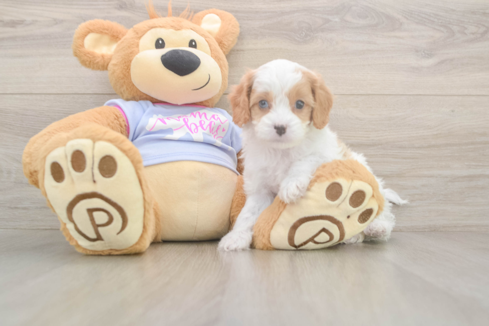 Meet Dorito - our Cavapoo Puppy Photo  1/3 - Simply Southern Pups Energetic Cavoodle Poodle Mix Puppy