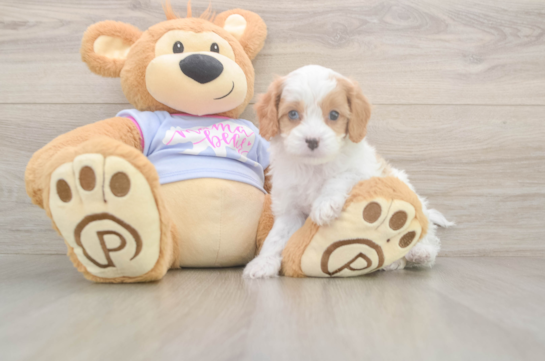 6 week old Cavapoo Puppy For Sale - Simply Southern Pups Energetic Cavoodle Poodle Mix Puppy