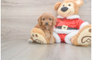 Popular Cavapoo Poodle Mix Pup