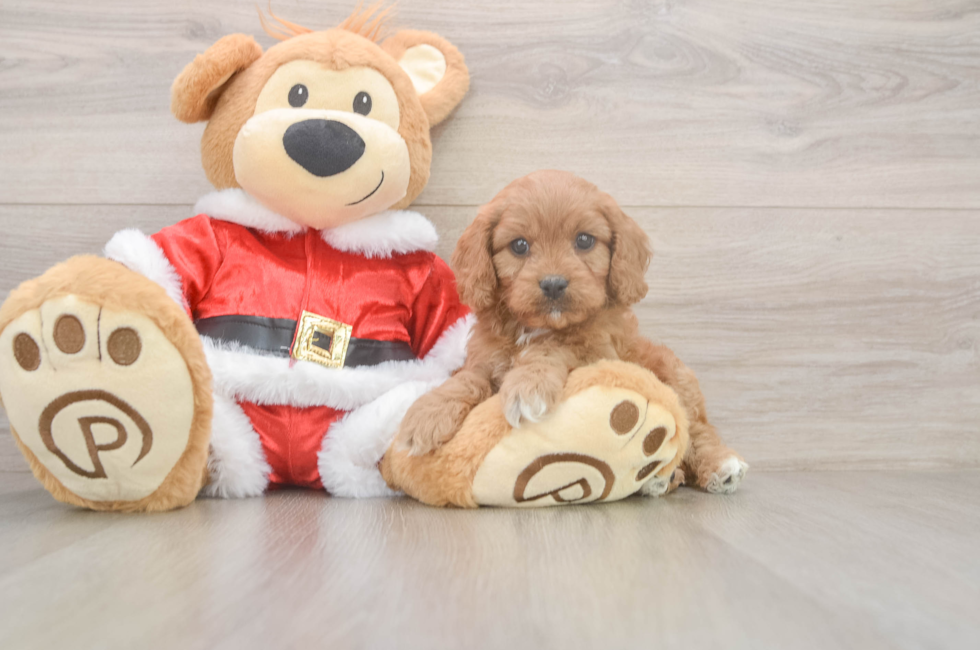 5 week old Cavapoo Puppy For Sale - Simply Southern Pups