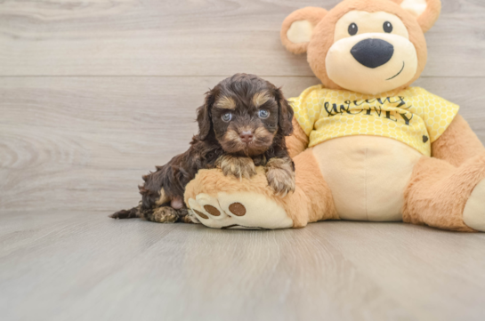 Best Cavapoo Baby