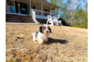 Cavapoo Puppy for Adoption