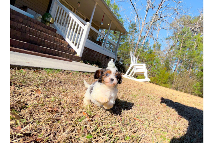 Cavapoo Pup Being Cute