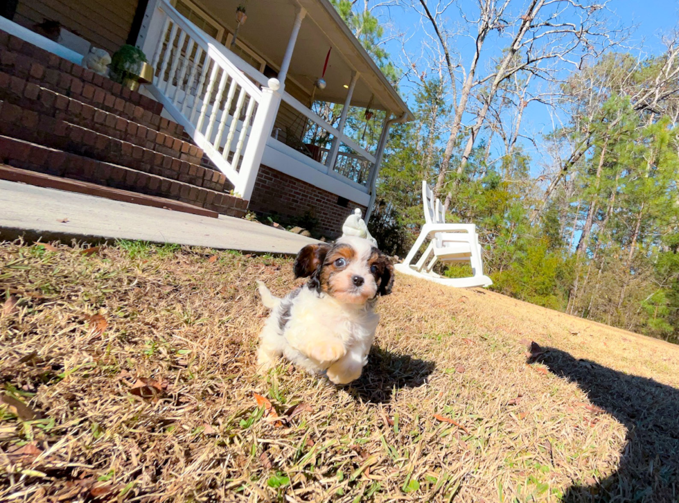 Cavapoo Pup Being Cute