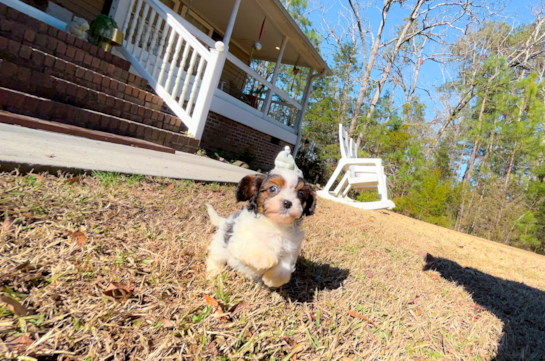 Cute Cavapoo Poodle Mix Pup