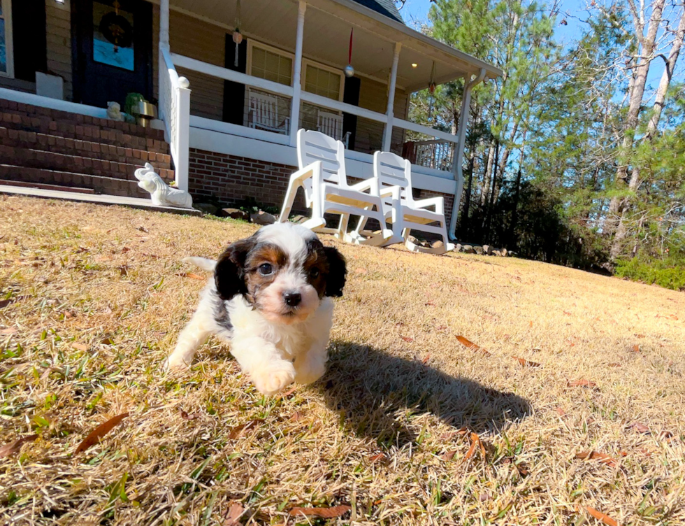 Cavapoo Pup Being Cute