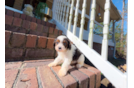 Cute Cavapoo Poodle Mix Pup