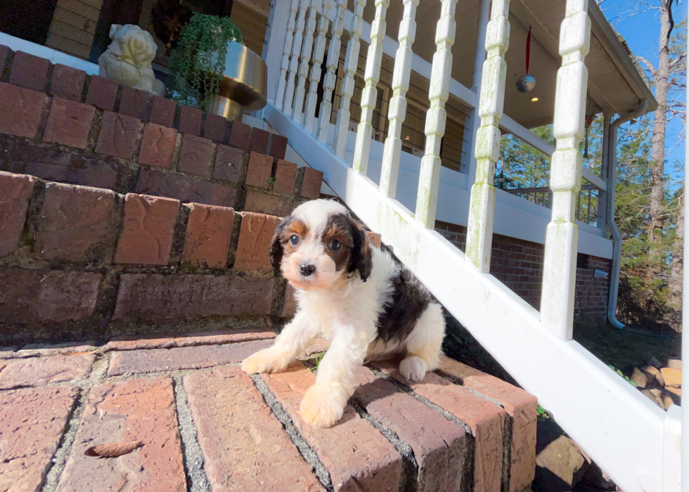 Cute Cavapoo Poodle Mix Pup