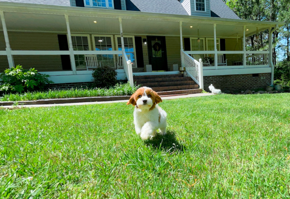 Best Cavapoo Baby