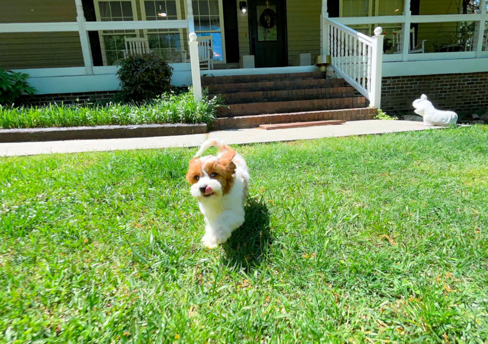Cavapoo Pup Being Cute