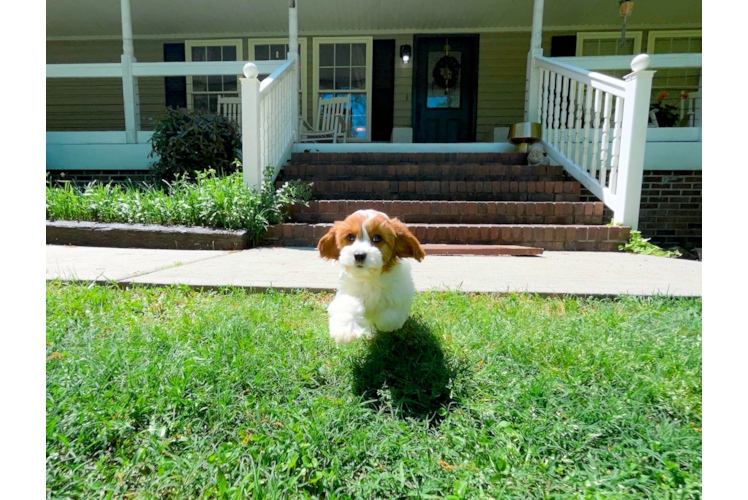 Cavapoo Puppy for Adoption