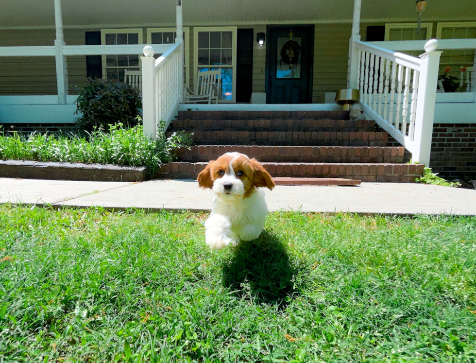 Cavapoo Puppy for Adoption
