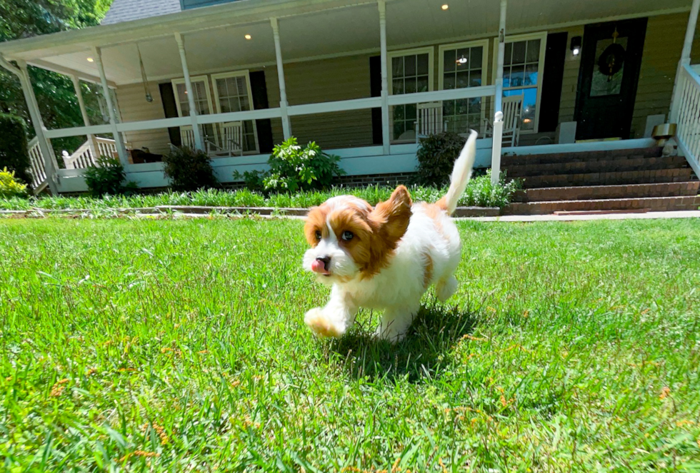 Cute Cavadoodle Poodle Mix Puppy