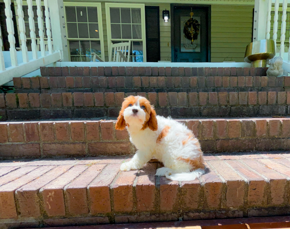 Cute Cavapoo Poodle Mix Pup
