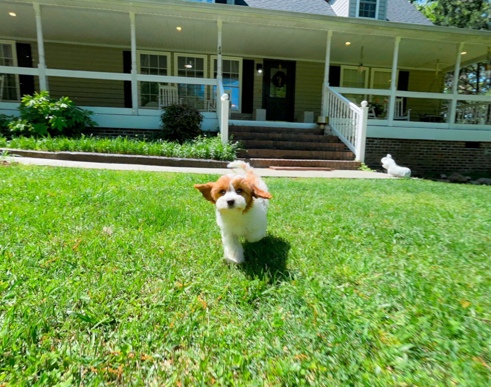 Cavapoo Puppy for Adoption
