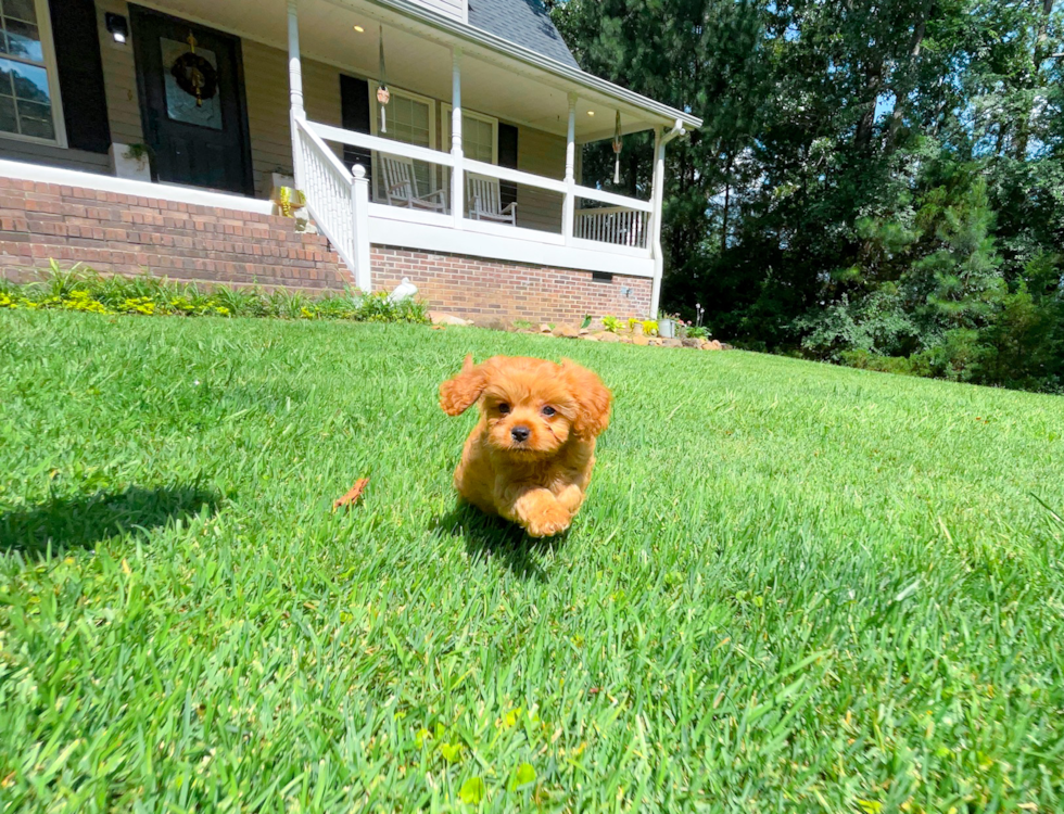 Cute Cavapoo Poodle Mix Pup