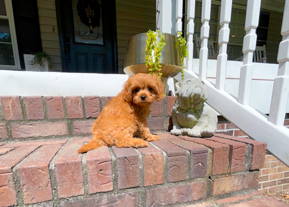 Cute Cavapoo Baby