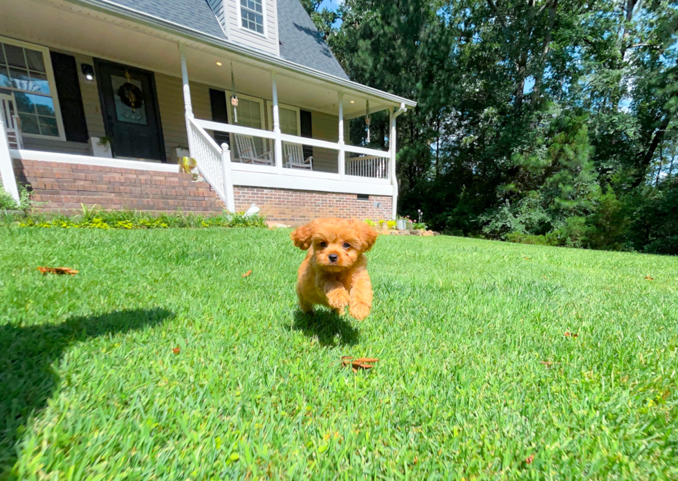 Cute Cavapoodle Poodle Mix Puppy