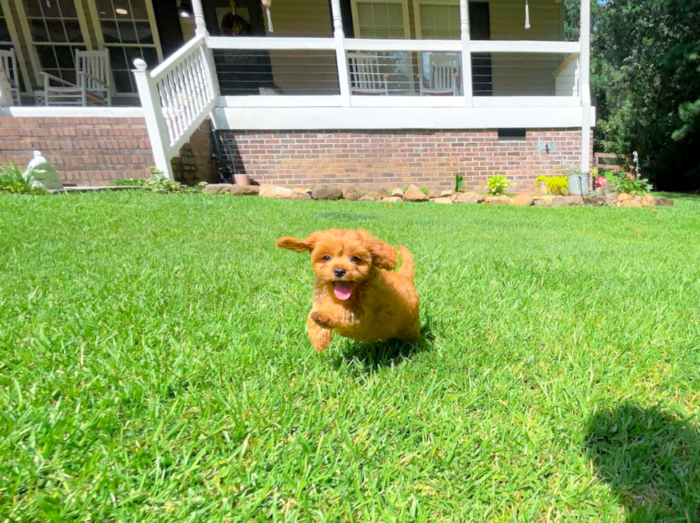 Cute Cavapoo Baby