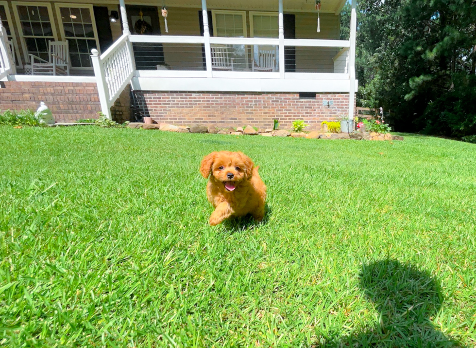 Cute Cavoodle Poodle Mix Puppy