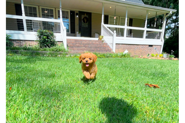 Cute Cavapoo Baby