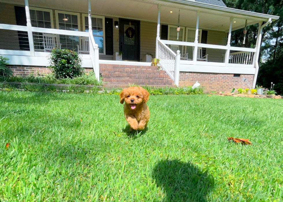 Cute Cavapoo Baby