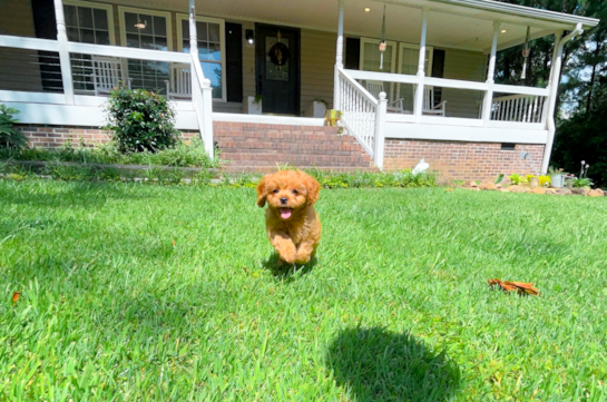 Cute Cavapoo Baby
