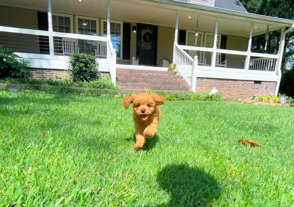 Cute Cavipoo Poodle Mix Puppy