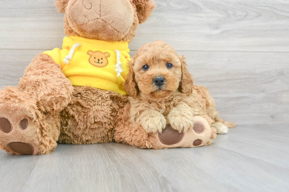 6 week old Cavapoo Puppy For Sale - Simply Southern Pups