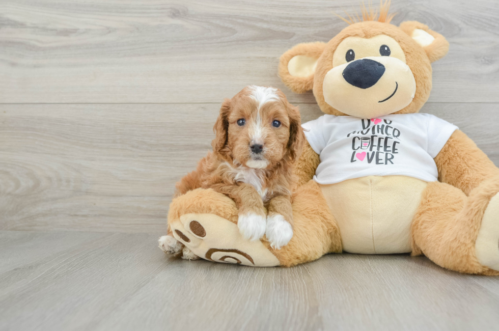 5 week old Cavapoo Puppy For Sale - Simply Southern Pups