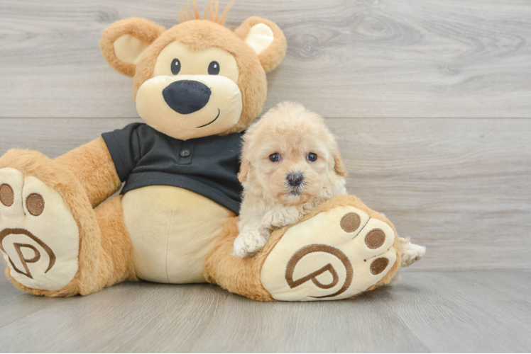 Playful Cavapoodle Poodle Mix Puppy