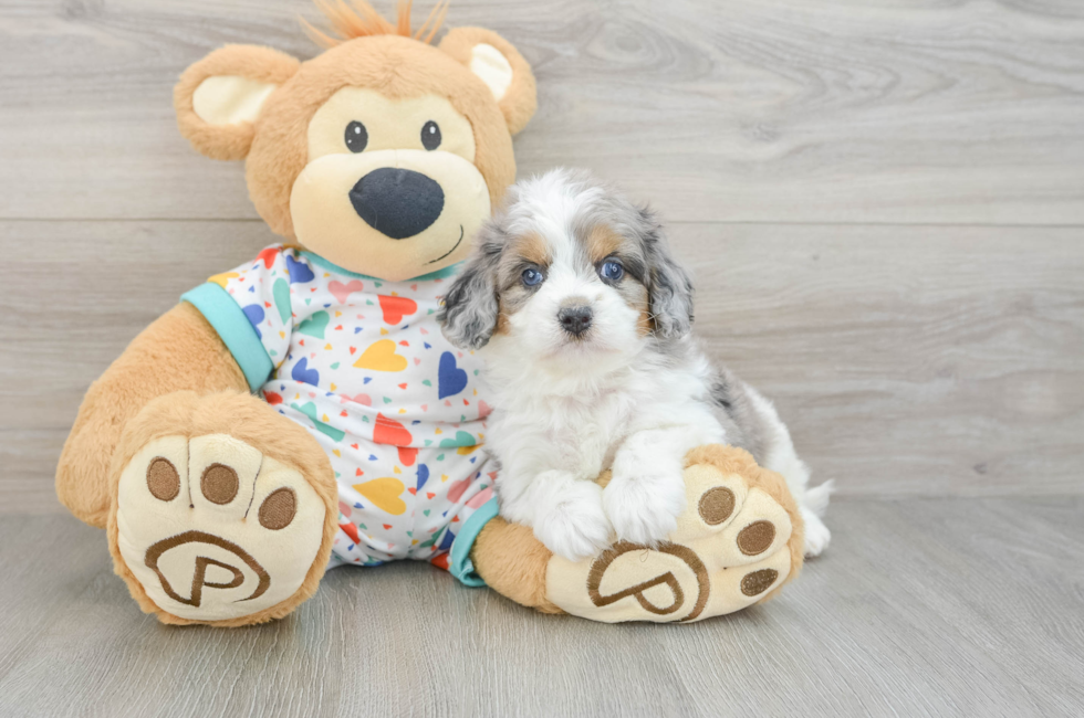 5 week old Cavapoo Puppy For Sale - Simply Southern Pups