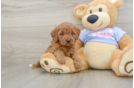 Cute Cavapoo Baby