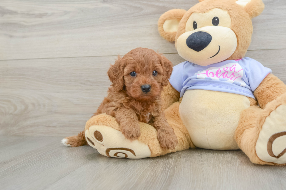 Cute Cavapoo Baby