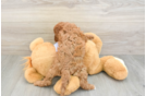 Cavapoo Pup Being Cute