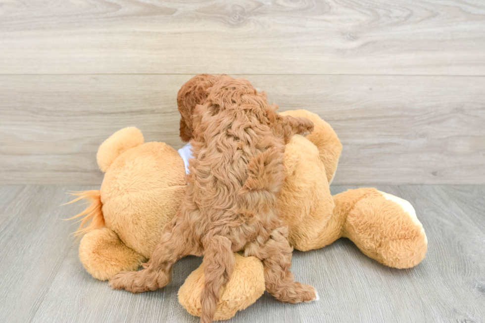 Cavapoo Pup Being Cute