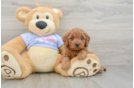 Funny Cavapoo Poodle Mix Pup