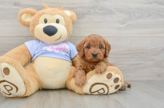 Funny Cavapoo Poodle Mix Pup