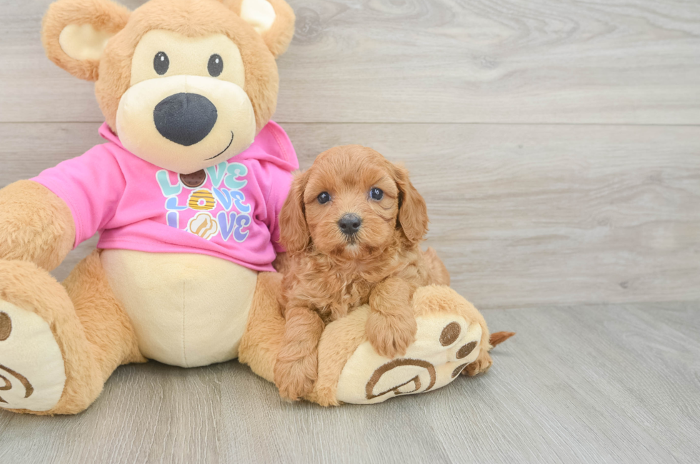 6 week old Cavapoo Puppy For Sale - Simply Southern Pups