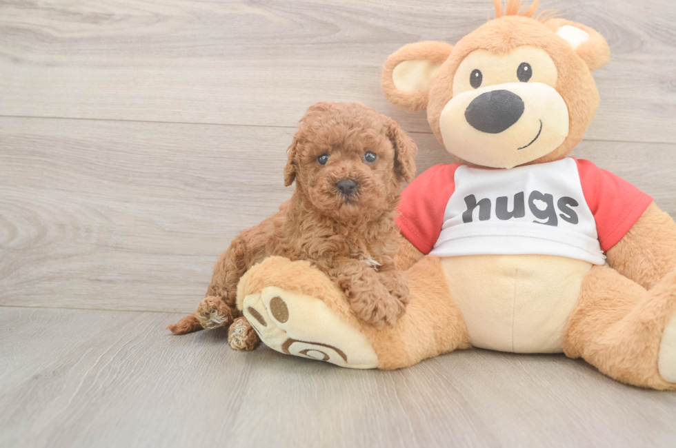 5 week old Cavapoo Puppy For Sale - Simply Southern Pups