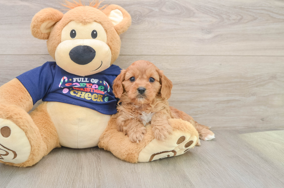 5 week old Cavapoo Puppy For Sale - Simply Southern Pups