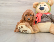 9 week old Cavapoo Puppy For Sale - Simply Southern Pups