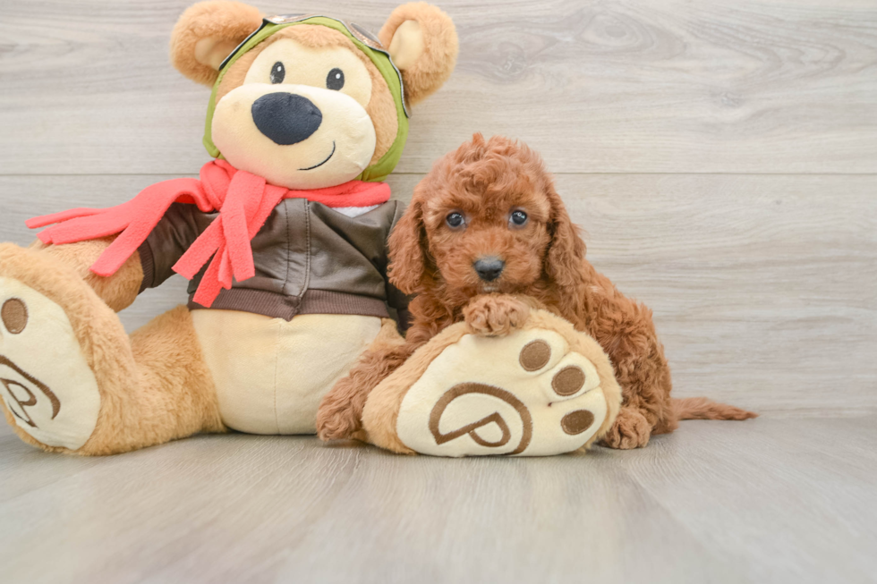 Cavapoo Pup Being Cute