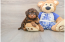 Hypoallergenic Cavadoodle Poodle Mix Puppy