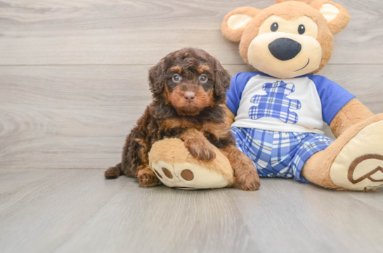 Hypoallergenic Cavadoodle Poodle Mix Puppy
