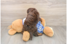 Fluffy Cavapoo Poodle Mix Pup