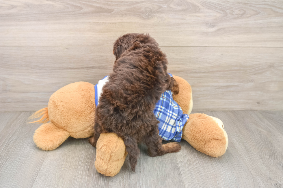 Fluffy Cavapoo Poodle Mix Pup
