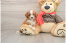Cavapoo Puppy for Adoption