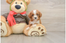 Funny Cavapoo Poodle Mix Pup