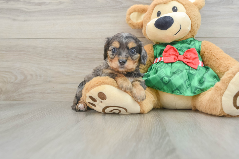 Smart Cavapoo Poodle Mix Pup